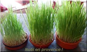 ble-de-la-sainte-barbe